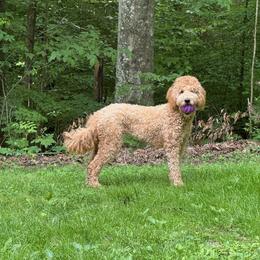 Honey - Goldendoodle