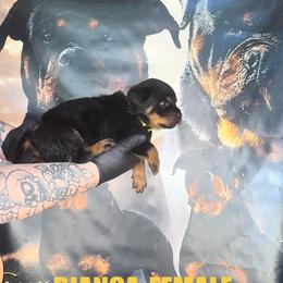 Girl 4 - Black and tan female Rottweiler puppy in Cincinnati, Ohio from Concrete Kennels