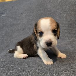Heather - Black tan and white female Beagle puppy in Greenwood, Missouri from Nukee Beagles and Corgis