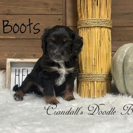 Boy 1 - Black and tan male Cockapoo puppy in Payson, Utah from Crandall’s Doodle Barn