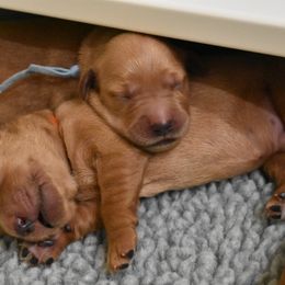 Golden Retriever Puppies from Mountain Raised Retrievers