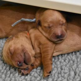 Golden Retriever Puppies from Mountain Raised Retrievers