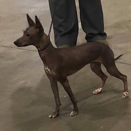 American Hairless Terrier, Peruvian Inca Orchid, and Xoloitzcuintli All Grown Up from Stoney Brooks Reg.
