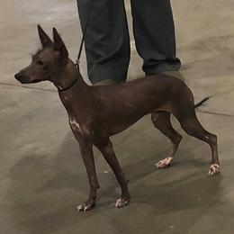 American Hairless Terrier, Peruvian Inca Orchid, and Xoloitzcuintli All Grown Up from Stoney Brooks Reg.