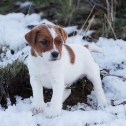 Laska - Brown and white male Jack Russell Terrier puppy in Yakima County, Washington from Saddle Rock Kennels