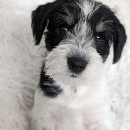Miniature Schnauzer Puppies from PartiLife Miniature Schnauzers