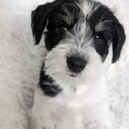 Miniature Schnauzer Puppies from PartiLife Miniature Schnauzers