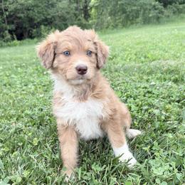 Nick - Red merle male Aussiedoodle puppy in Centerburg, Ohio from A Dose Of Doodle