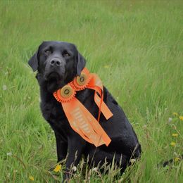 Belgian Malinois and Labrador Retriever All Grown Up from Elite Canine Training & Outfitters
