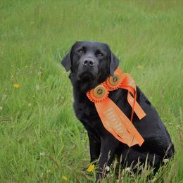 Belgian Malinois and Labrador Retriever All Grown Up from Elite Canine Training & Outfitters