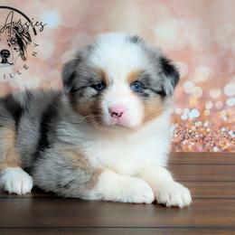 Fantasy - Blue merle female Australian Shepherd puppy in Fultonville, New York from Sandy Aussies & Pomeranians