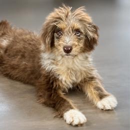 Mocha - Aussiedoodle