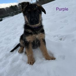 Purple Girl - German Shepherd puppy in New York from Vom Kalte Stadt