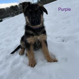 Purple Girl - German Shepherd puppy in New York from Vom Kalte Stadt