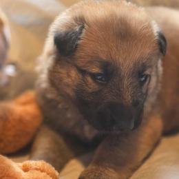 Girl 2 - Sable female German Shepherd puppy in Leon, West Virginia from Heart2Heart Kennels