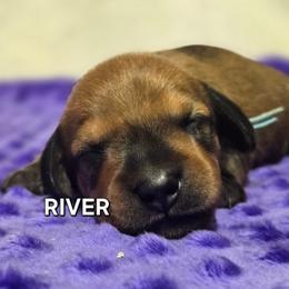 River-wirehair - Red male Dachshund puppy in Blair, Oklahoma from North Fork Doxies-Okla