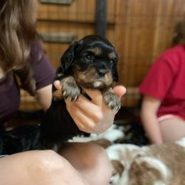 Valentino purple - Black and tan male Cavalier King Charles Spaniel puppy in Phoenix, Arizona from Larisa's Cavaliers