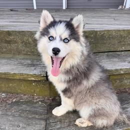 Sebastian - Black and white male Pomsky puppy in Bucyrus, Missouri from Hill Top Pomskies
