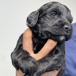 Labradoodle Puppies from Koko's Klub