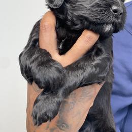 Labradoodle Puppies from Koko's Klub