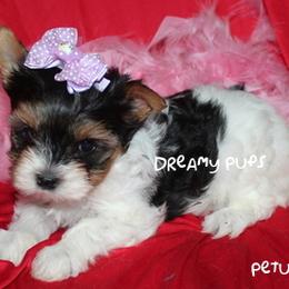AKC Petunia Baby Doll Face SOLD - Black tan and white female Biewer Terrier puppy in Kennesaw, Georgia from Dreamy Pups