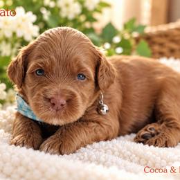 Macchiato - Caramel red male Australian Labradoodle puppy in Diamond Bar, California from Furrytaildoodles