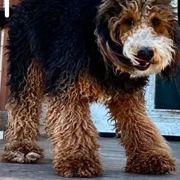 Lahde - Bernedoodle