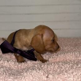 Dachshund Puppies from Wiggle Weens