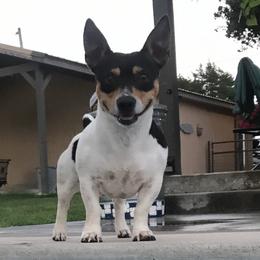 Teddy Roosevelt Terriers from Bridges Okie Kennel