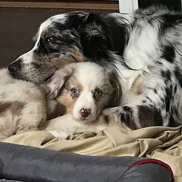 Australian Shepherd Puppies from Peacock’s Pride Australian Shepherds