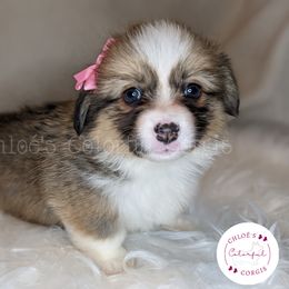 American Corgi and Pembroke Welsh Corgi Puppies from Chloe's Colorful Corgis