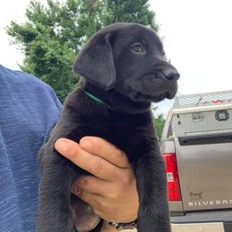 Labrador Retriever Puppies from Coosa River Retrievers
