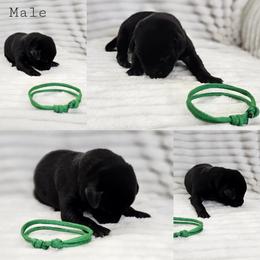 Green Collar - Male - Black male Labrador Retriever puppy in Boyd, Minnesota from Lindley Labradors