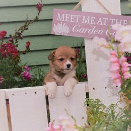Girl 3 - Pembroke Welsh Corgi puppy in Gig Harbor, Washington from Pacific Northwest Pembroke Welsh Corgis