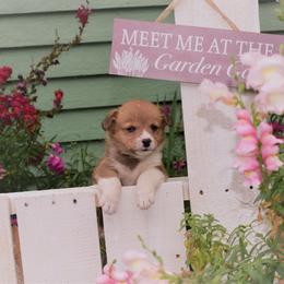 Girl 3 - Pembroke Welsh Corgi puppy in Gig Harbor, Washington from Pacific Northwest Pembroke Welsh Corgis