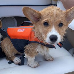 Australian Shepherd and Pembroke Welsh Corgi Puppies from Morehead Family Dogs