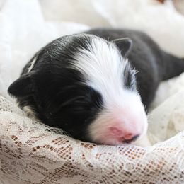 Miniature Australian Shepherd Puppies from Yarborough Kennels