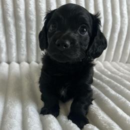 Rolly - Black male Dachshund puppy in Ocala, Florida from Weenie Boops