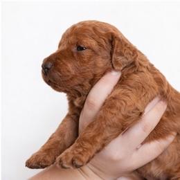 Marmee - Red  female Goldendoodle puppy in Cocoa, Florida from The Coastal Homestead