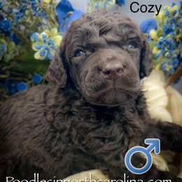 Cozy - Brown male Poodle puppy in Greenville, North Carolina from Grace Poodles