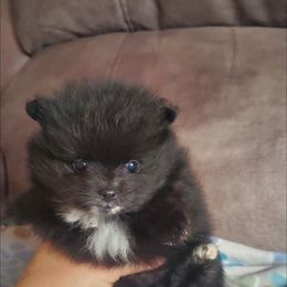 Pomeranian Puppies from Fancy Paws Pomeranian