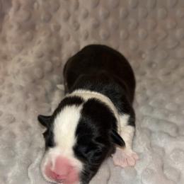 Dahlia (White collar) - Black and white female Cardigan Welsh Corgi puppy in Clio, Michigan from Old Oak Cardigans