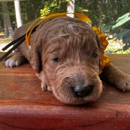 Laugh A Lot Bear - Red  female Goldendoodle puppy in Camden, North Carolina from Oopsie Doodles of NC