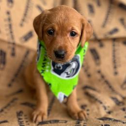 Winslet - Yellow female Labrador Retriever puppy in Puyallup, Washington from 12 Door Farm Labradors
