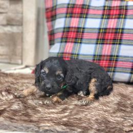 Meet Paddy :) - Black and tan male Cavapoo puppy in Centerville, Iowa from Barnyard Dachshunds, Dals & Doodles