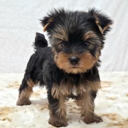 Bentley - Blue and gold male Yorkshire Terrier puppy in Monticello, Iowa from Ashley’s Puppies