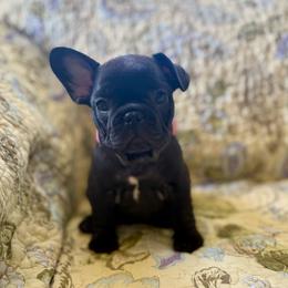 Berlin - Black female French Bulldog puppy in Greeley, Colorado from Mandy Moon French Bulldogs
