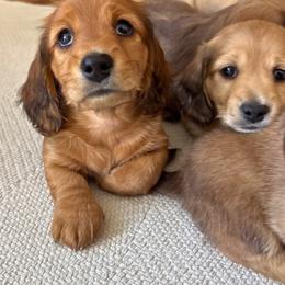 Red Male - Sable male Dachshund puppy in Spanish Fork, Utah from Lunceford Dachshunds