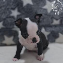 Tan - Black and white female Boston Terrier puppy in Clinton Township, Michigan from Greenberg's Boston Terriers & Bullies of Metro Detroit
