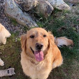Golden Retrievers from Tiloula's Puppies